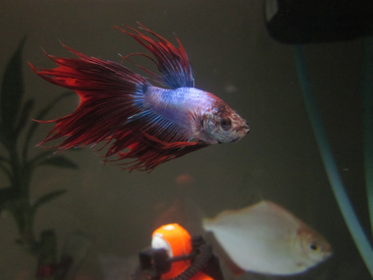 Tiny Betta Fish As Pets - Your Betta Needs More Than a Bowl - TopPet