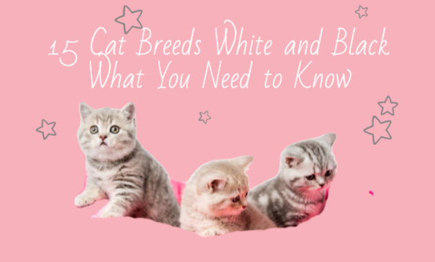 Cat Breeds White and Black