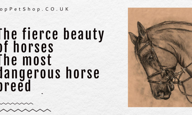 The most dangerous horse breed