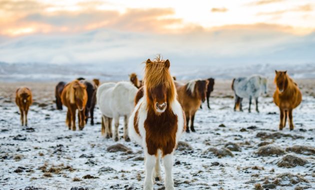 Przewalski’s Horse