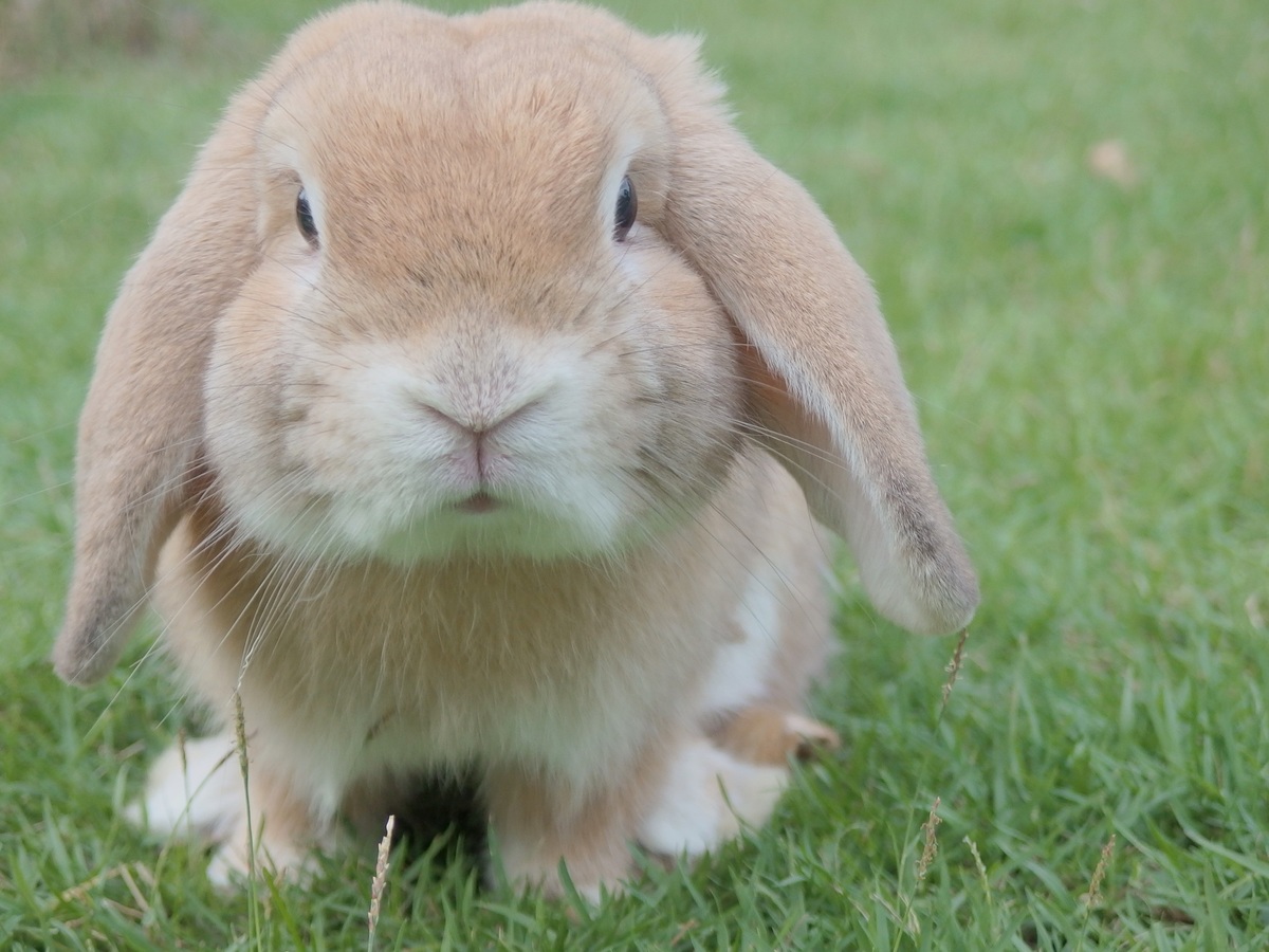 25 Reasons Why Rabbits as Pets are Better - TopPetShop