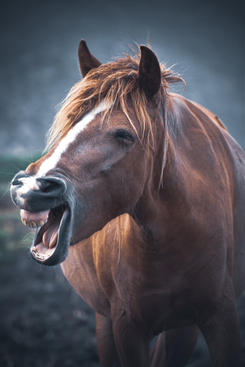 The Fierce Beauty Of Horses The most Dangerous Horse Breed TopPet