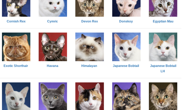 Cat Breeds How To Identify