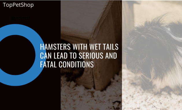 Hamsters With Wet Tails