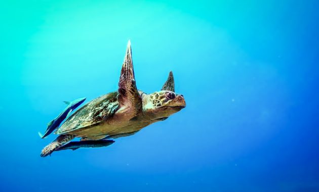 aquatic turtles