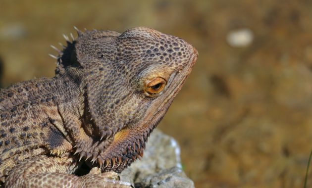 Bearded Dragons