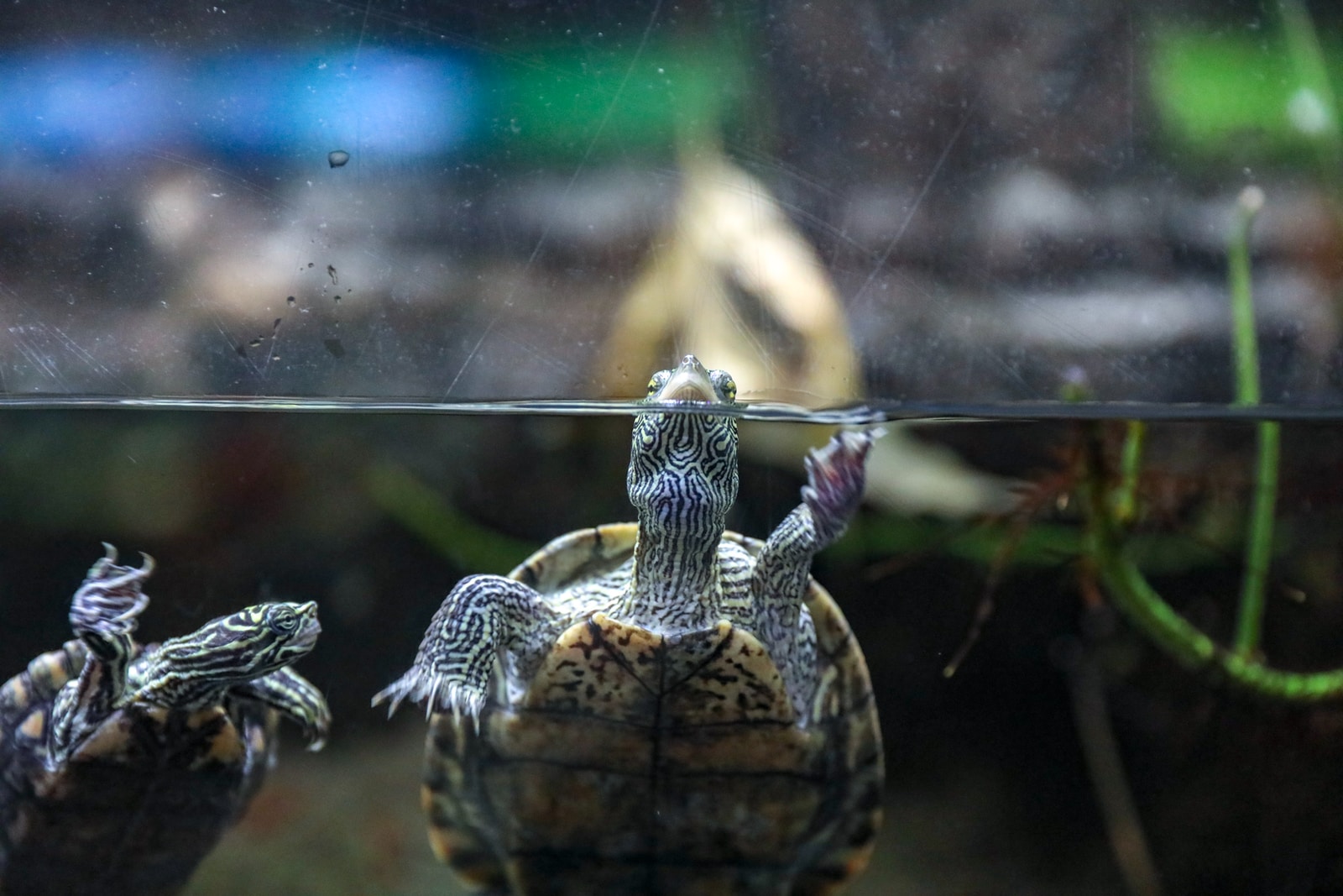 do-aquatic-turtles-need-land-to-survive-toppetshop