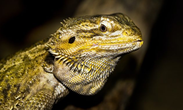 full-grown bearded dragons