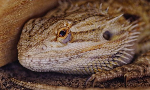 Bearded Dragons