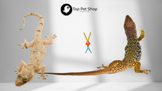 Gecko vs Lizard: Which One is Right For You?