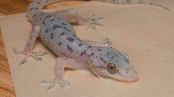 How Much Does Geckos Cost?