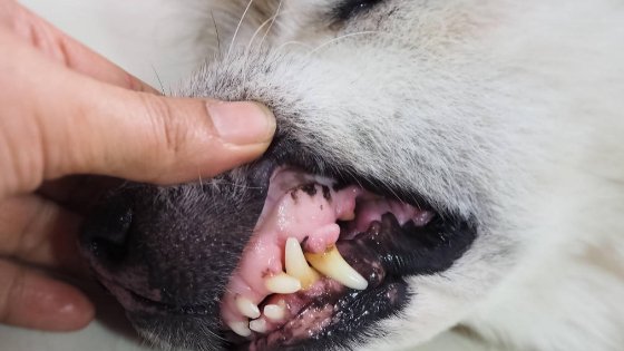 tooth-infection-in-dogs-causes-and-treatment-toppetshop