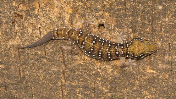 Where do Geckos Live: Facts, Habitat & Gecko Behavior