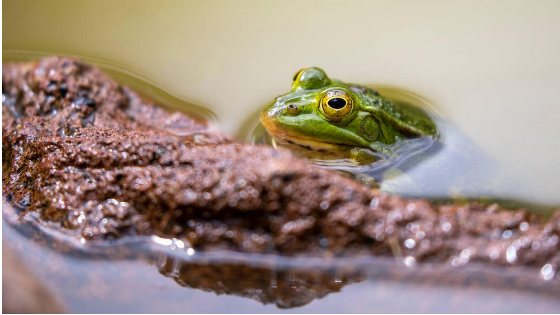 Little Known Facts about British Frogs and Toads