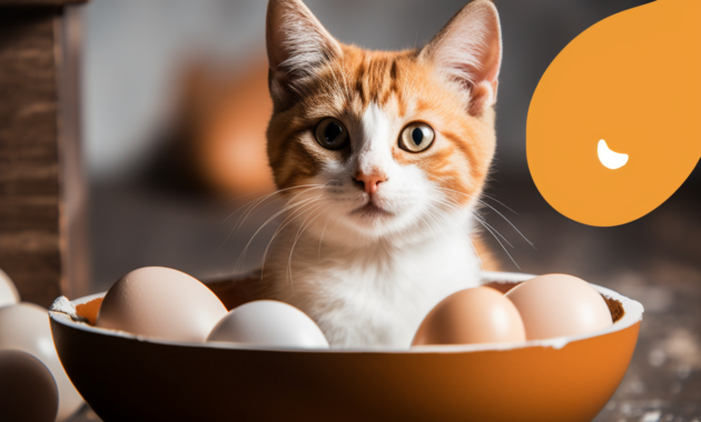 Egg whites hot sale for cats