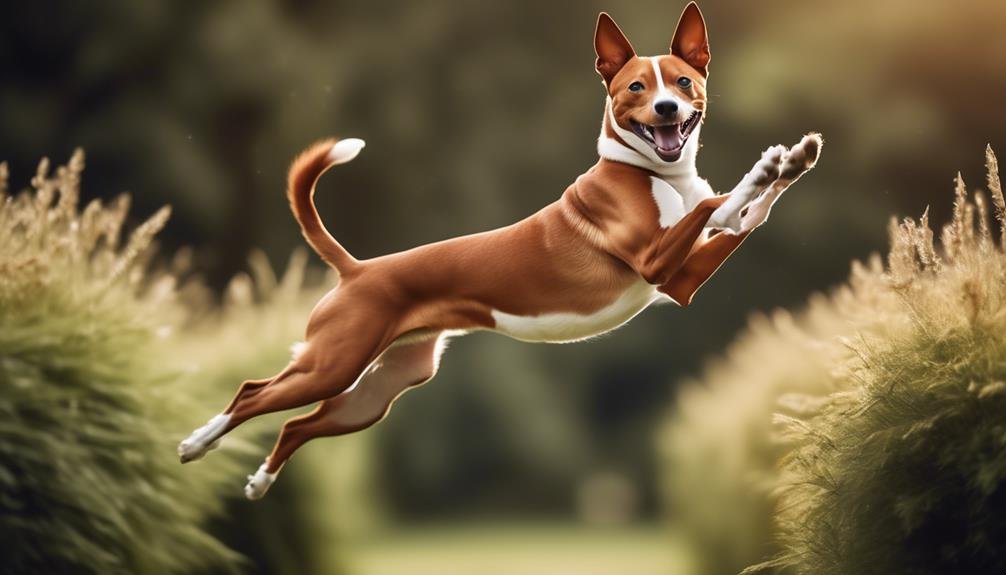 basenji s small size and playful nature