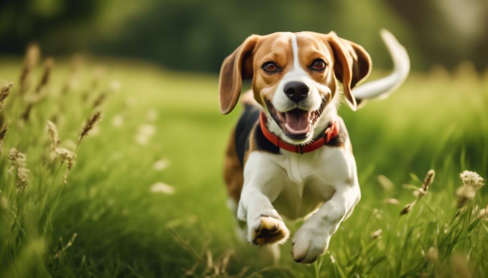 beagles and exercise levels