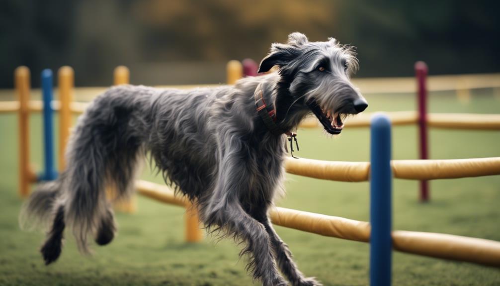 training scottish deerhound challenges