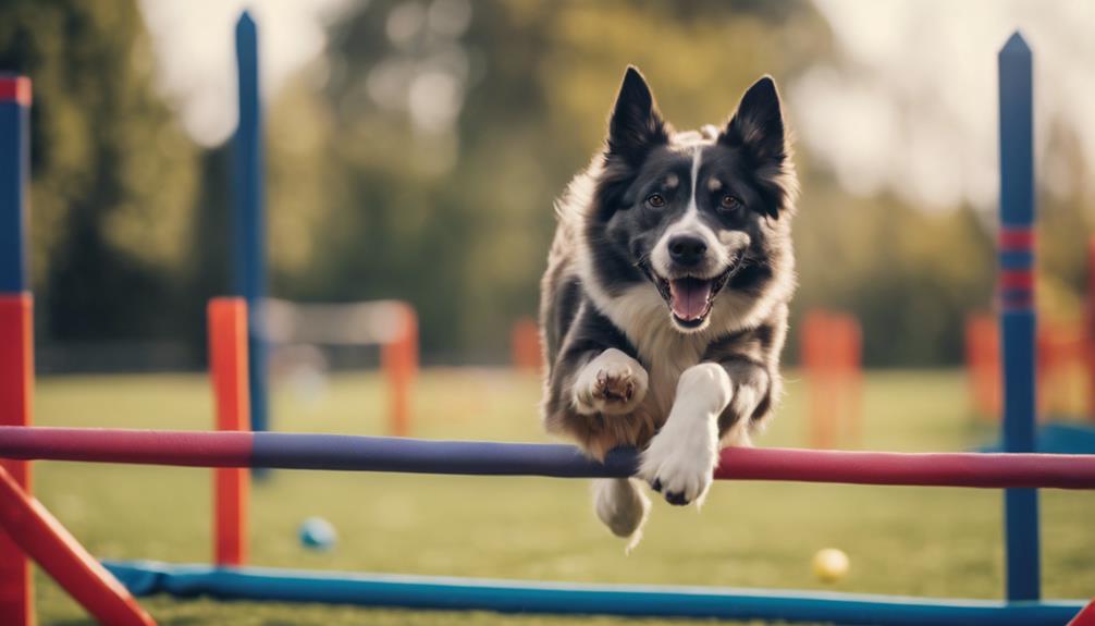 comparing agility in dogs