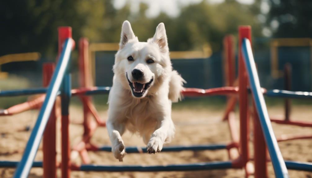 The Benefits of Dog Agility Training (and How to Get Started) - TopPetShop