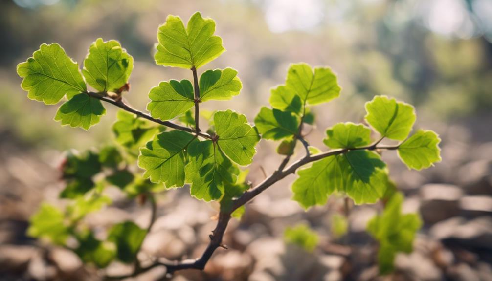 identifying poisonous oak plants