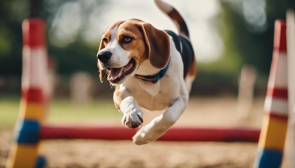 playful beagle agility training